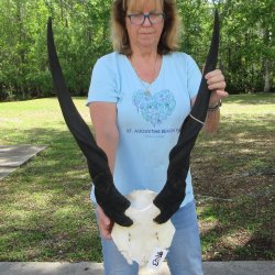 African Male Eland Skull Plate with 32" Horns 