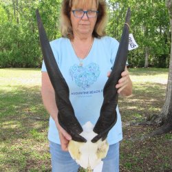 African Male Eland Skull Plate with 27" Horns 