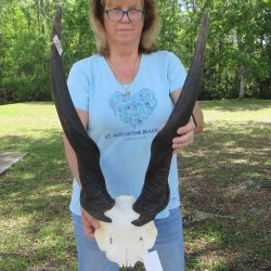 African Male Eland Skull Plate with 30" Horns 