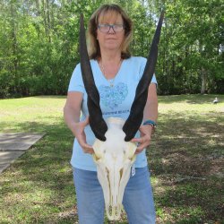 African Female Eland Skull with 22" Horns