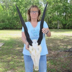 African Female Eland Skull with 25" Horns