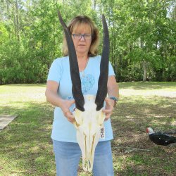African Female Eland Skull with 25" & 27" Horns