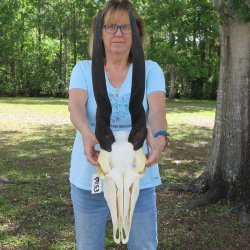 African Female Eland Skull with 25" Horns