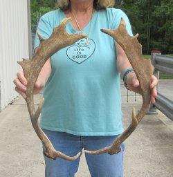 19" Matching Pair Fallow Deer (Dama dama) Horn/Antler