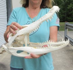  Real 16-1/2" Florida Alligator Skull