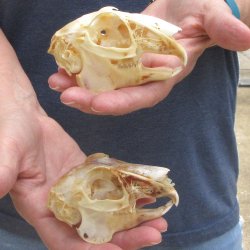Two piece Jack Rabbit Skulls 3-1/2"