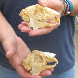 Two piece Jack Rabbit Skulls 3-1/2"