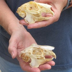 Two piece Jack Rabbit Skulls 3-1/2"