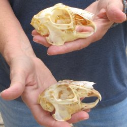 Two piece Jack Rabbit Skulls 3-1/2"