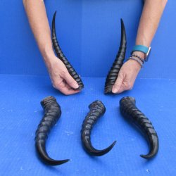 Five piece Polished Male Springbok Horns 