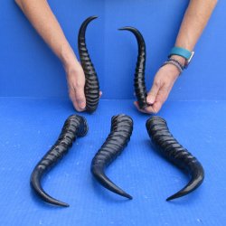 Five piece Polished Male Springbok Horns 