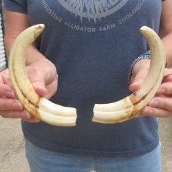 Matching pair of 9 inch Warthog Tusks 