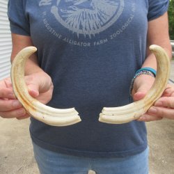 Matching pair of 9 inch Warthog Tusks 