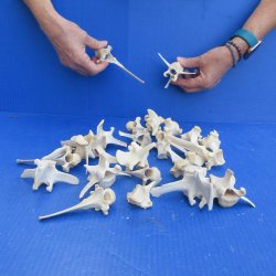 Twenty Five piece Wild Boar Vertebrae Bones 3-1/2" to 5"
