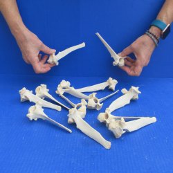 Thirteen piece Wild Boar Vertebrae Bones 5-1/2" to 6"