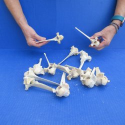 Thirteen piece Wild Boar Vertebrae Bones 5-1/2" to 6"