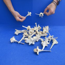 Twenty Five piece Wild Boar Vertebrae Bones 3-1/2" to 5"