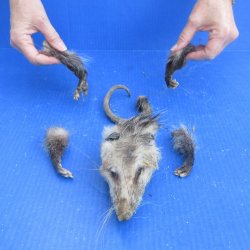 Preserved Opossum Head, Legs, & Tail 