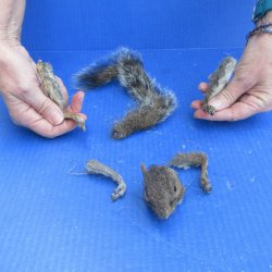 Preserved Squirrel Head, Legs, & Tail