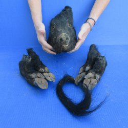 Preserved Wild Boar Head with Tail and 4 Legs 
