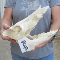 11-1/2" Wild Boar Skull 