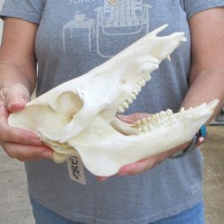 10" Wild Boar Skull 