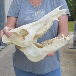 13-1/2" Wild Boar Skull 