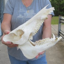 12-1/2" Wild Boar Skull 