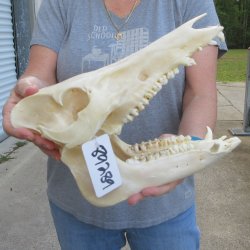 12-1/2" Wild Boar Skull 