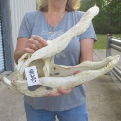 Damaged 20" Alligator Skull 
