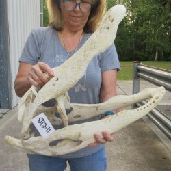 Damaged 23" Alligator Skull 