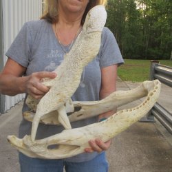Damaged 22" Alligator Skull 