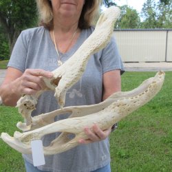 Damaged 21" Alligator Skull 