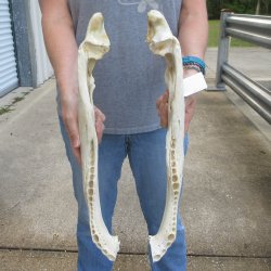 18" Alligator Bottom Jaw Bone