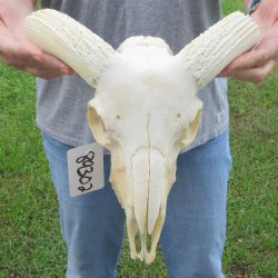 12" African Merino Ram/Sheep Skull with NO Horns 