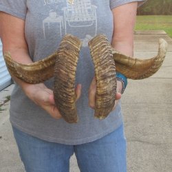 26" Matching Pair Ram Sheep Horns