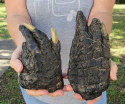 2 pc lot of 5 inch Preserved Alligator Feet 