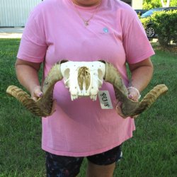 B-Grade African Merino Ram/Sheep Skull with 21-3/4" Horns 
