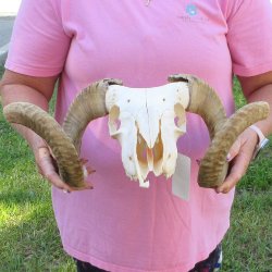 B-Grade African Merino Ram/Sheep Skull with 22-1/2" Horns 