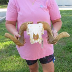African Merino Ram/Sheep Skull with 21-1/2" Horns