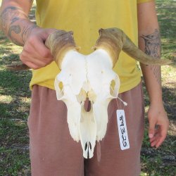 B-Grade African Goat Skull with 15-1/2" Horns