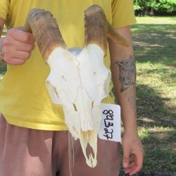 B-Grade African Goat Skull with 15" Horns
