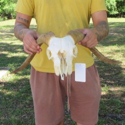 B-Grade African Goat Skull with 18" Horns