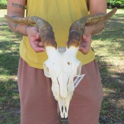 B-Grade African Goat Skull with 16-3/4" Horns