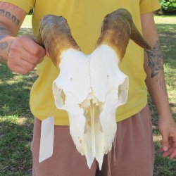 B-Grade African Goat Skull with 14" Horns