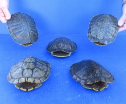 Five piece 6" Red Eared Slider Turtle Shells