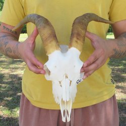 B-Grade African Goat Skull with 12-3/4" Horns