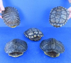 Five piece 6" Red Eared Slider Turtle Shells