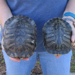 Two piece 6" Red Eared Slider Turtle Shells