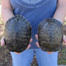 Two piece 6" Red Eared Slider Turtle Shells